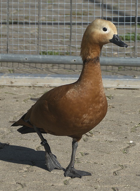 将直播内容