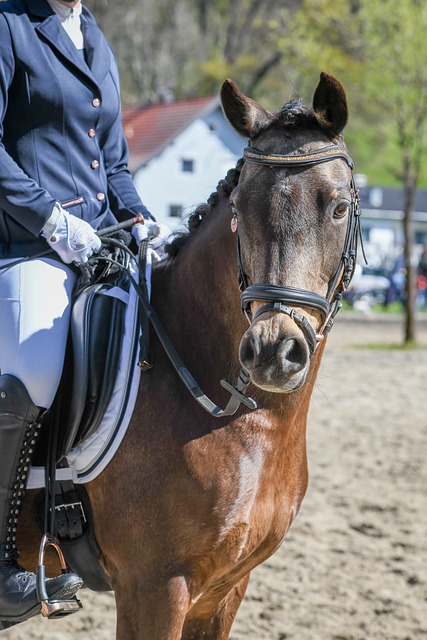 但是他展示 但是他展示